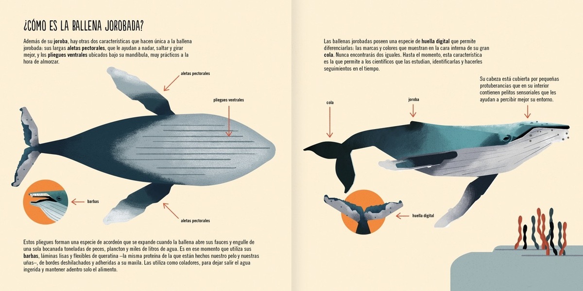LA BALLENA JOROBADA3