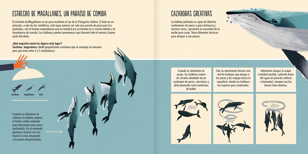 LA BALLENA JOROBADA4