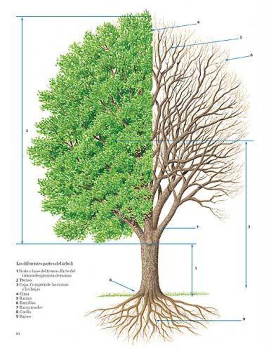 EL GRAN LIBRO DEL ÁRBOL Y DEL BOSQUE5