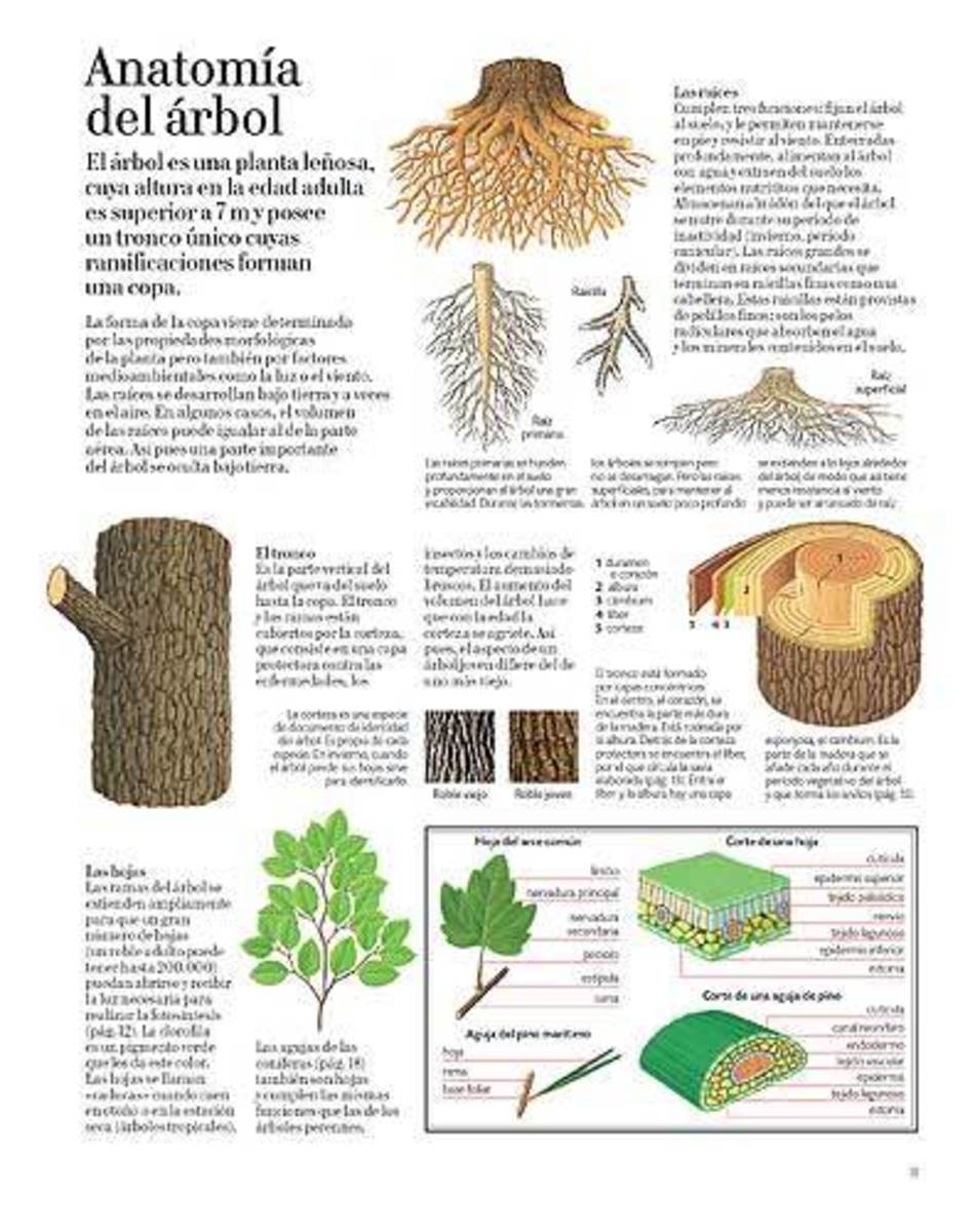 EL GRAN LIBRO DEL ÁRBOL Y DEL BOSQUE4