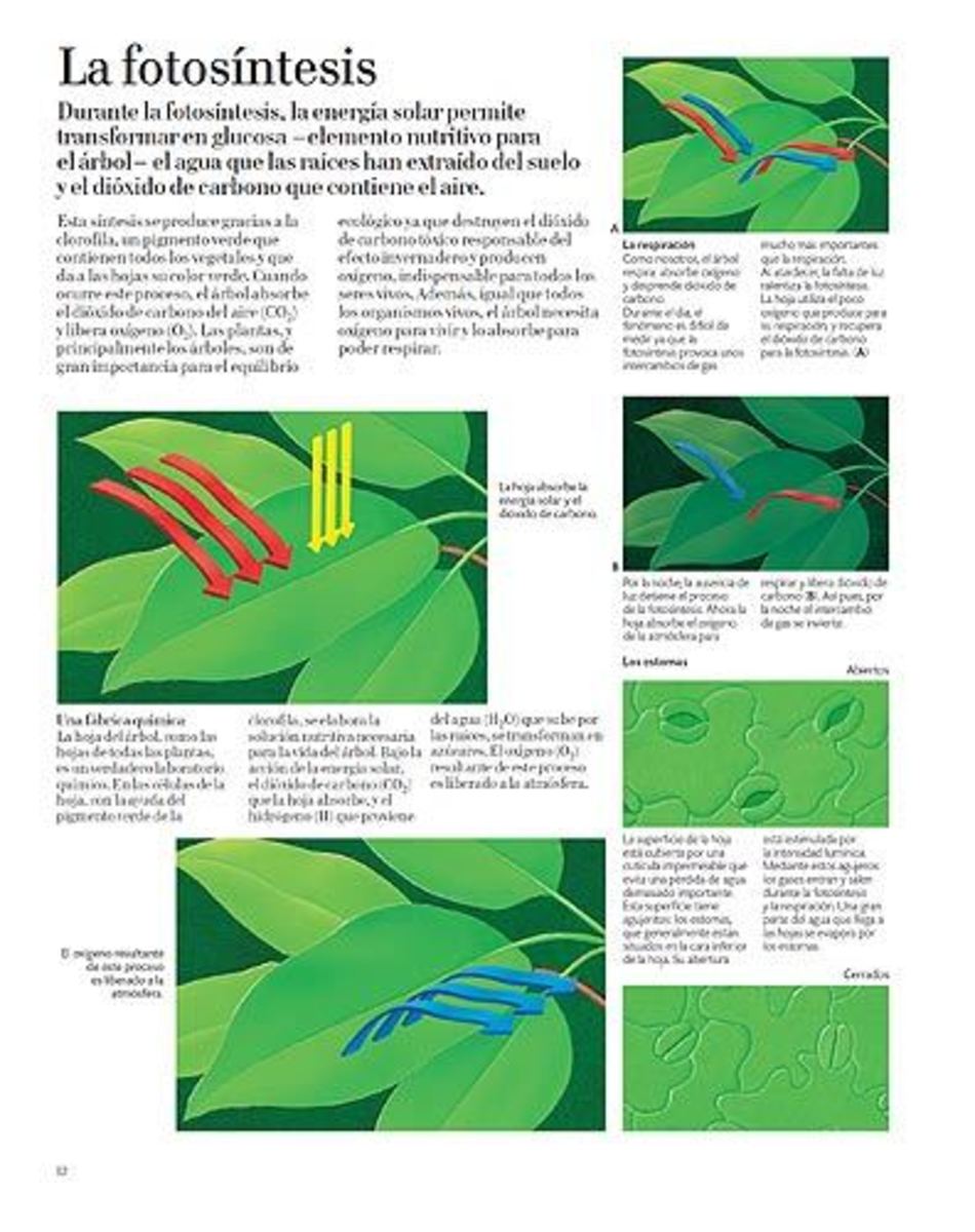 EL GRAN LIBRO DEL ÁRBOL Y DEL BOSQUE3