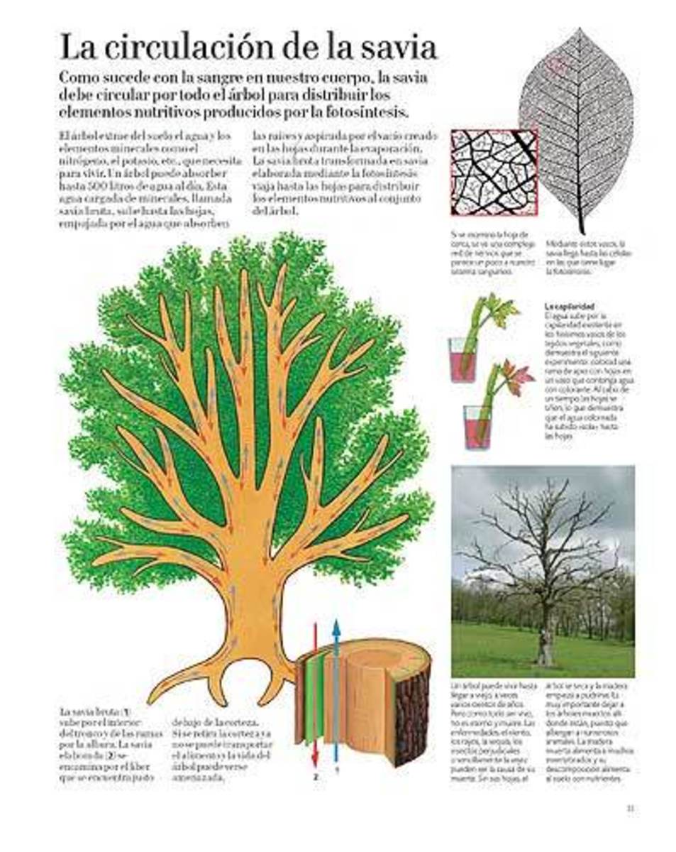 EL GRAN LIBRO DEL ÁRBOL Y DEL BOSQUE2