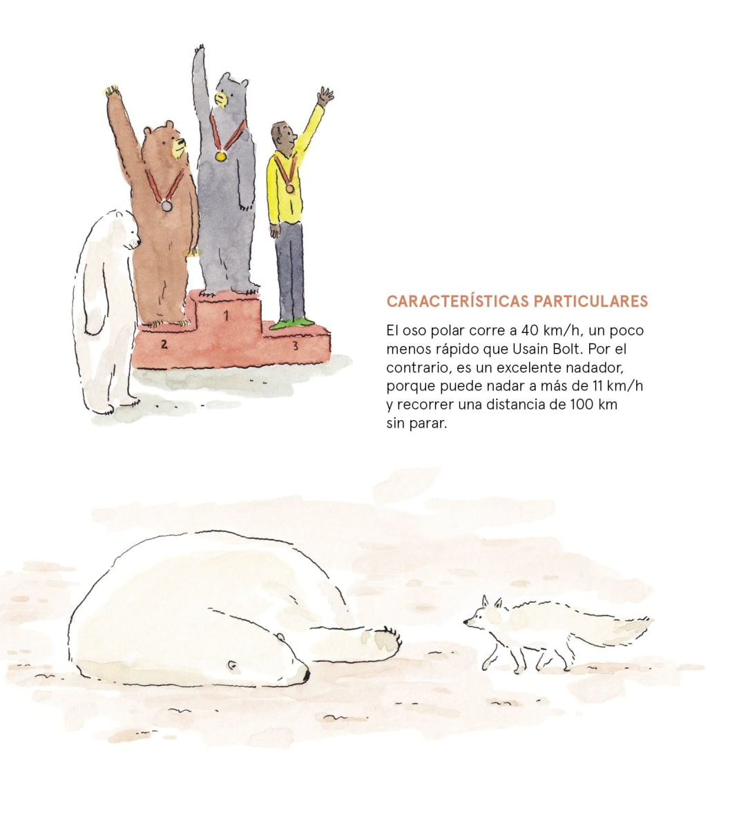 OSOS: PARDO, BLANCO, NEGRO2