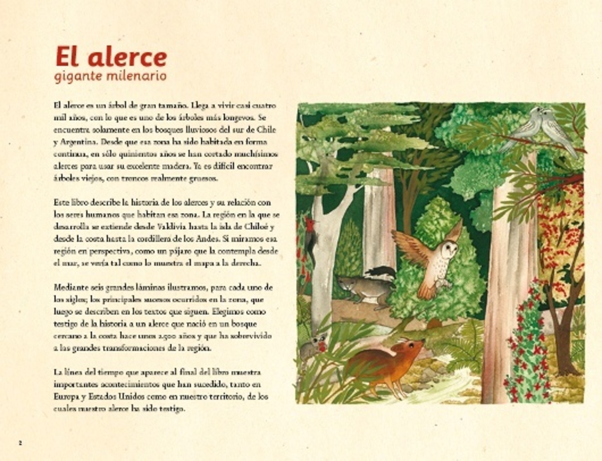 EL ALERCE, GIGANTE MILENARIO3