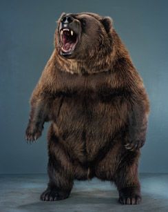 BEAR PORTRAITS4