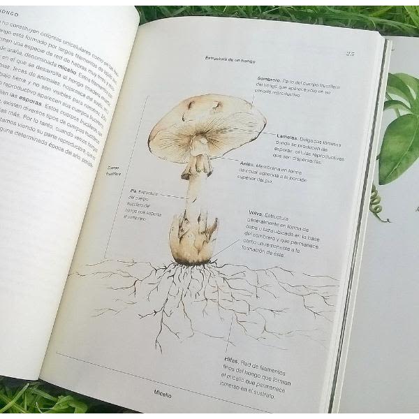 BOSQUE NATIVO EN TRES MIRADAS2