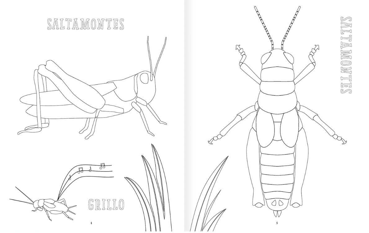 INSECTOPINTA2