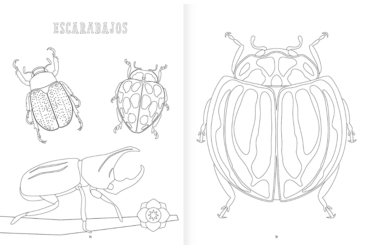 INSECTOPINTA3