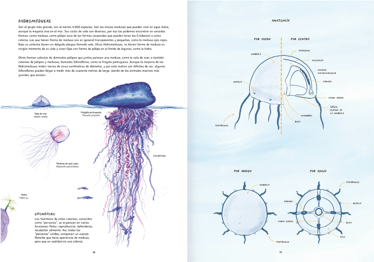 MISTERIOSAS MEDUSAS3