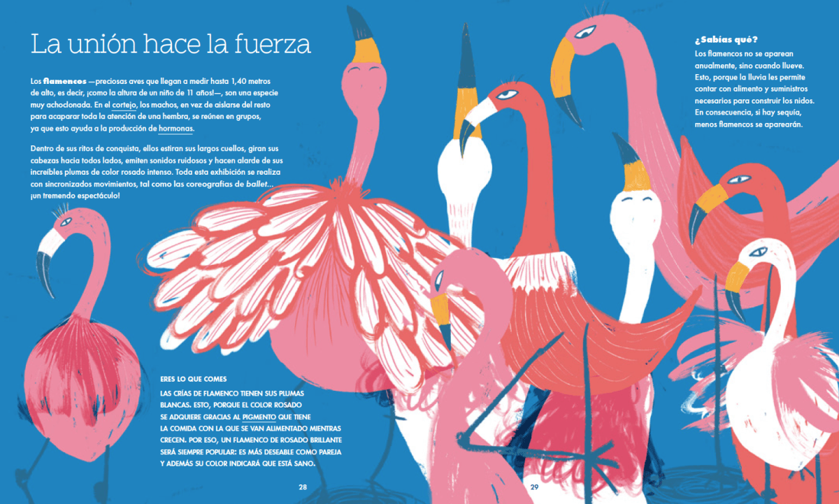 AMOR ANIMAL3