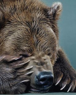 BEAR PORTRAITS3