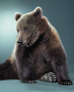 BEAR PORTRAITS5