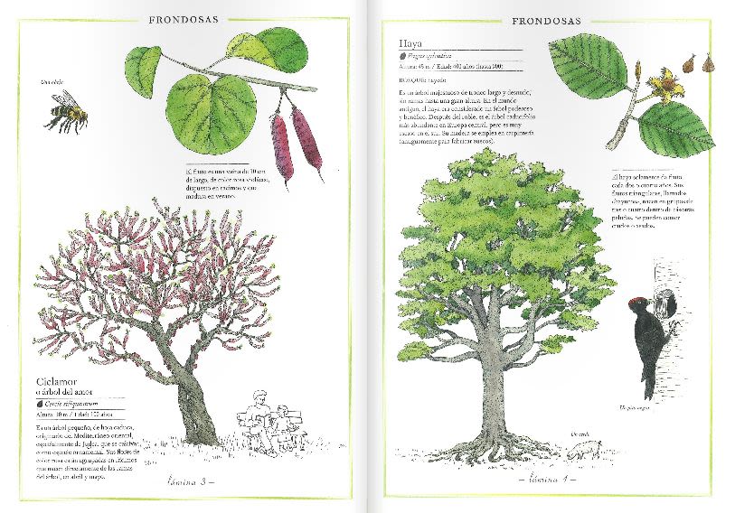 INVENTARIO DE LOS ÁRBOLES2