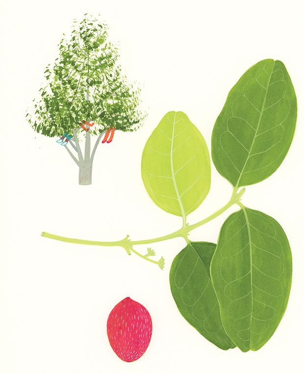 EL VIAJE DE ARBÓREO2