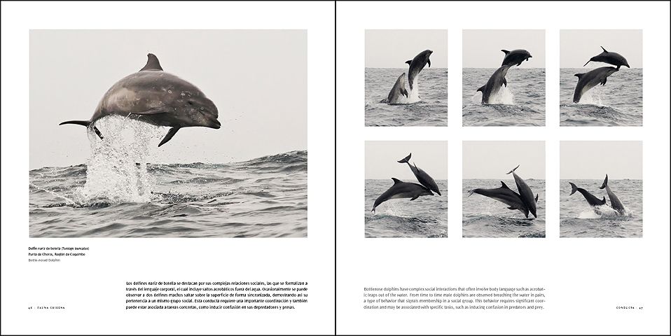 FAUNA CHILENA3