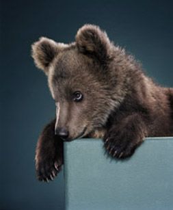BEAR PORTRAITS6