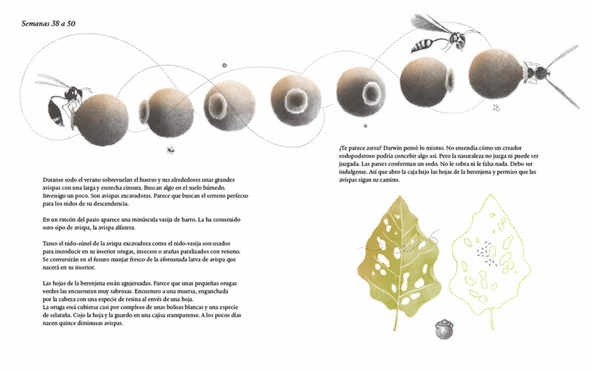 MIL TOMATES Y UNA RANA2