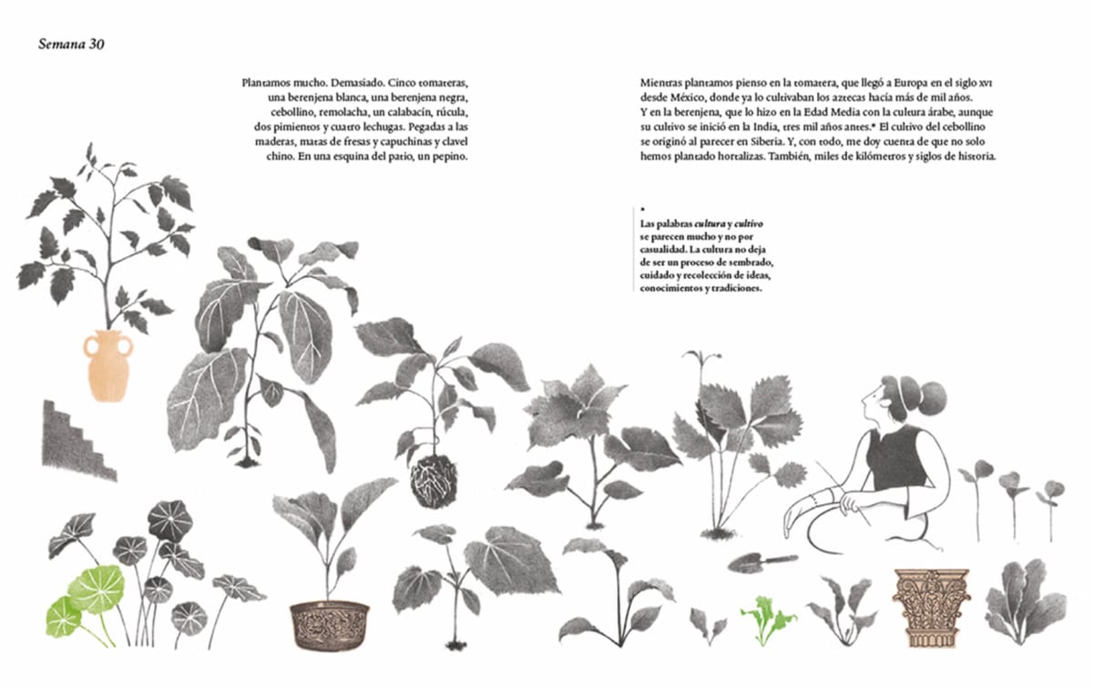 MIL TOMATES Y UNA RANA3