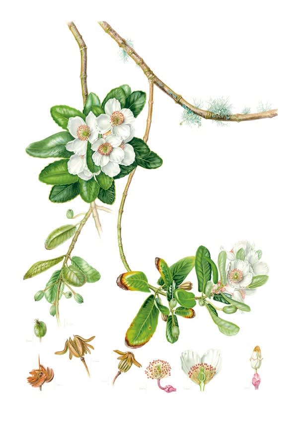 PLANTAS Y ÁRBOLES DE LOS BOSQUES DE CHILE8