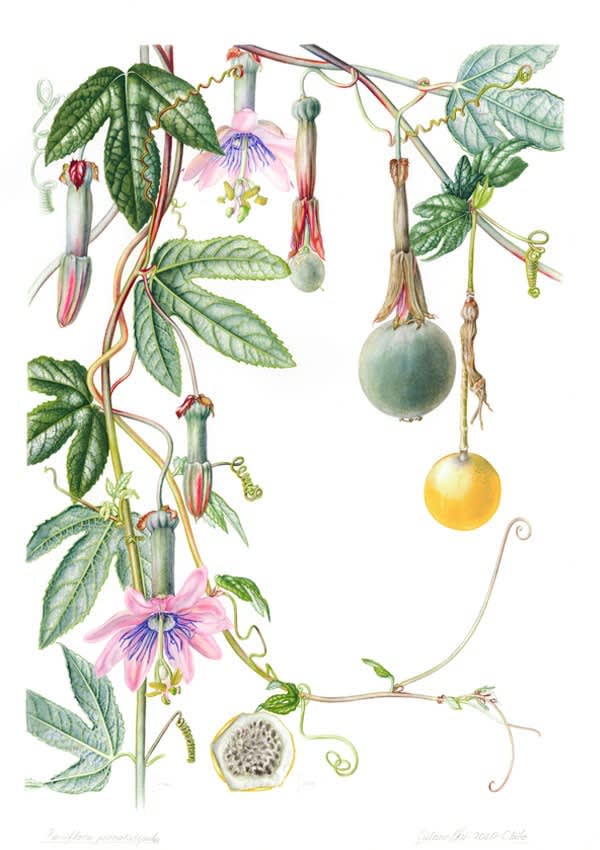 PLANTAS Y ÁRBOLES DE LOS BOSQUES DE CHILE7