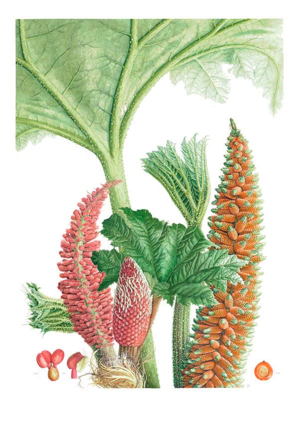 PLANTAS Y ÁRBOLES DE LOS BOSQUES DE CHILE6