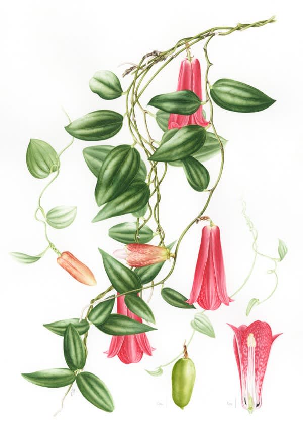 PLANTAS Y ÁRBOLES DE LOS BOSQUES DE CHILE5