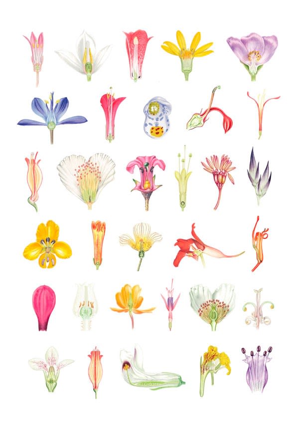 PLANTAS Y ÁRBOLES DE LOS BOSQUES DE CHILE4