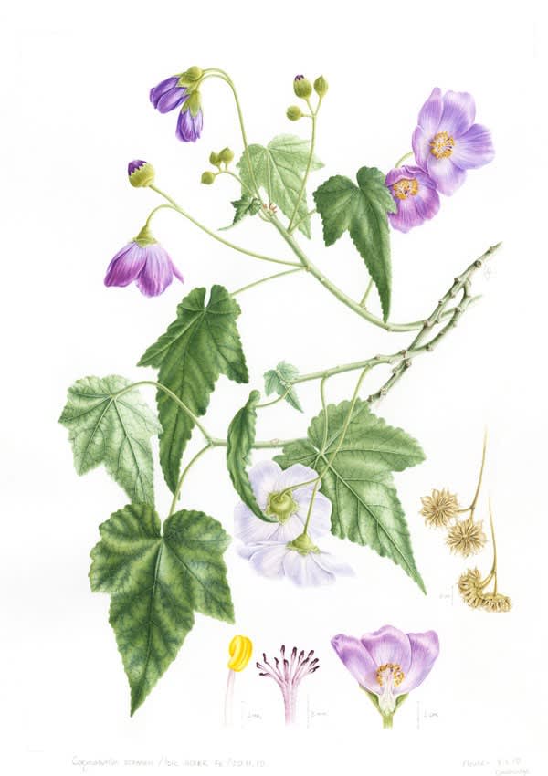 PLANTAS Y ÁRBOLES DE LOS BOSQUES DE CHILE3