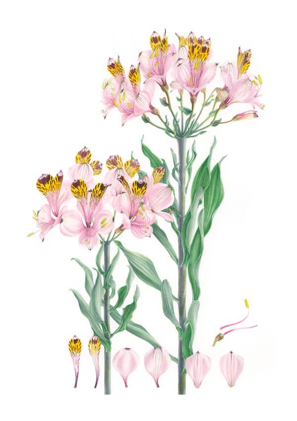 PLANTAS Y ÁRBOLES DE LOS BOSQUES DE CHILE2