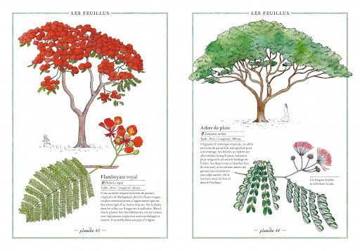 INVENTARIO DE LOS ÁRBOLES3