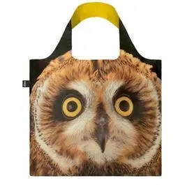 BOLSA SHORT EARED OWL NATGEO1