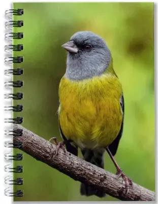 CUADERNO COMETOCINO AVES DE CHILE1