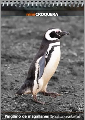 MINI CROQUERA PINGUINO DE MAGALLANES1