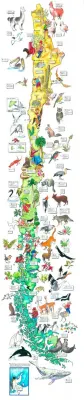 MAPA ILUSTRADO CHILE FLORA Y FAUNA1