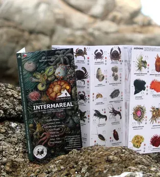 GUÍA DESPLEGABLE INTERMAREAL DE FAUNA Y MACROALGAS COSTERAS1