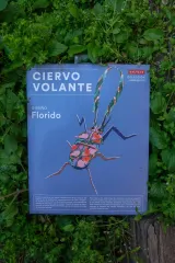 ARMABLE CIERVO VOLANTE - DISEÑO FLORIDO