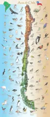MAPA ILUSTRADO AVES DE CHILE