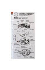 GUIA DESPLEGABLE IDENTIFICACION DE CRANEOS DE ROEDORES Y LAGOMORFOS DE CHILE