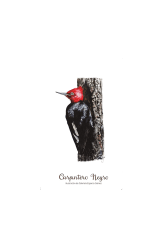 CUADERNO CARPINTERO AVES DE CHILE