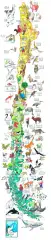 MAPA ILUSTRADO CHILE FLORA Y FAUNA