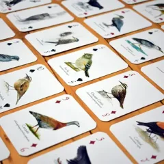 NAIPES AVES DE LA SELVA PATAGONICA