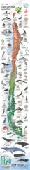 MAPA ILUSTRADO CHILE Y EL MAR
