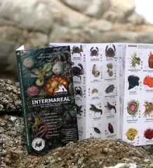 GUÍA DESPLEGABLE INTERMAREAL DE FAUNA Y MACROALGAS COSTERAS