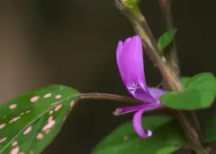 Planta de Interior Hypoeste