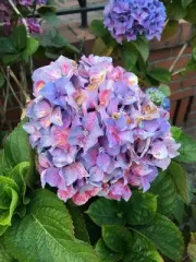 Planta Hortensia mediana