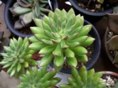Planta Suculenta Arreglo Macetas Pequeñas