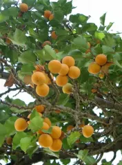 Árbol Frutal Damasco Dina