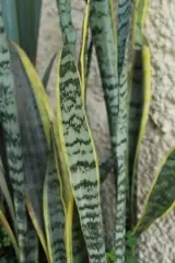 Planta de Interior Lengua de suegra - sansiviera
