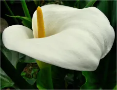 Planta de Cala