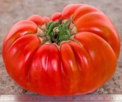 Planta de Tomate Tres Cantos